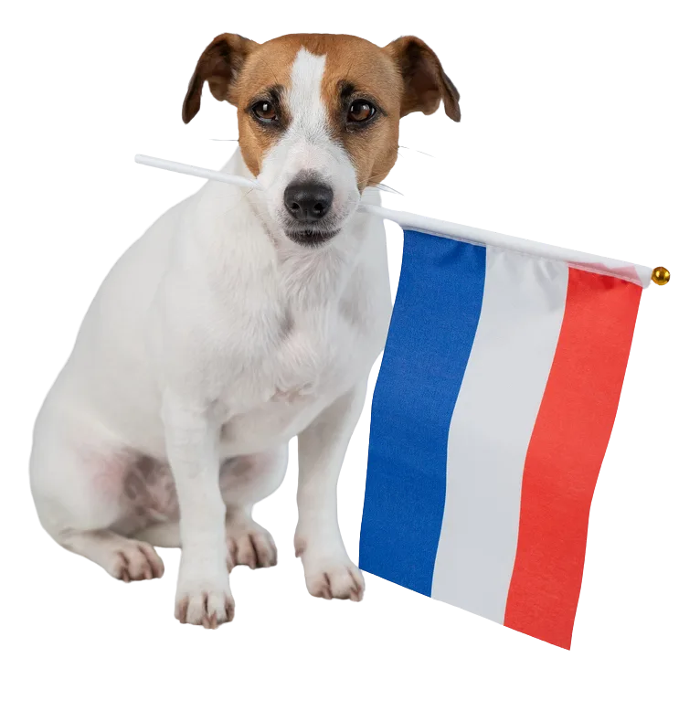 Illustration site internet multilingue