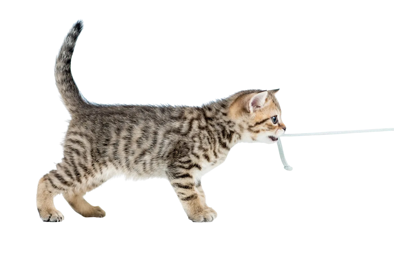 Chat tirant la carte