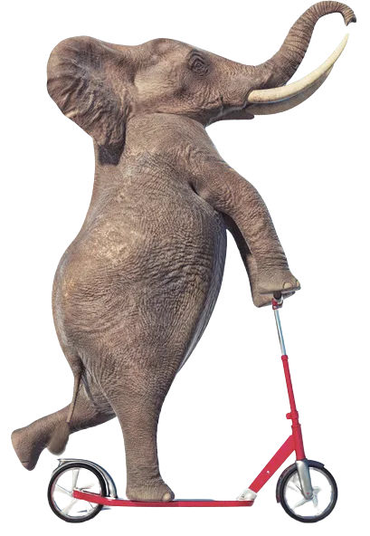 Éléphant tirant la corde