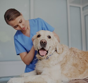 Une vétérinaire qui soigne un chien golden
